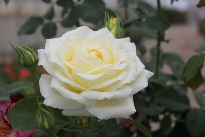 Троянда чайно-гібридна Шопен (Фасовка: 1 шт)