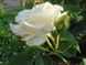 Троянда чайно-гібридна Шопен (Фасовка: 1 шт)