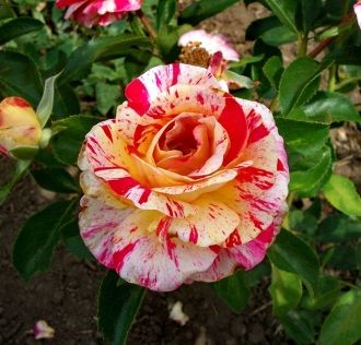 Троянда чайно-гібридна Каміль Пісаро, 1 шт