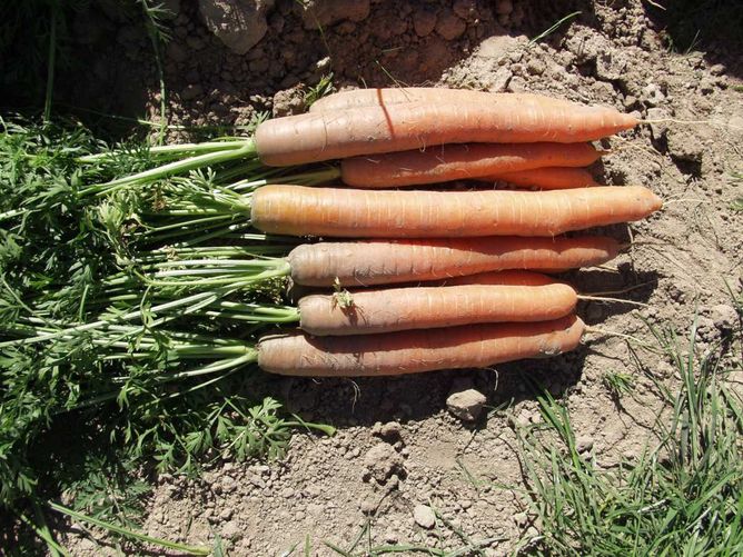 Морква Наполі F1 (1,6-1,8 мм) (Фасовка: 25 000 шт)