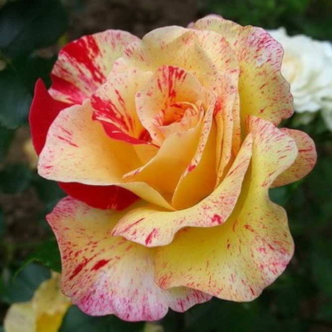 Роза чайно-гибридная Камиль Писаро, 1 шт
