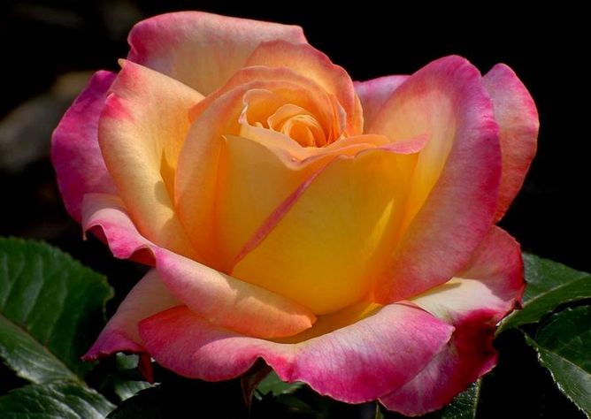 Троянда флорібунда Нью Стар (Фасовка: 1 шт)