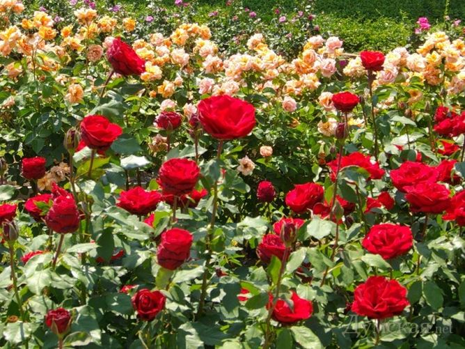 Троянда чайно-гібридна Софі Лорен (Фасовка: 1 шт)