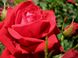 Троянда чайно-гібридна Софі Лорен (Фасовка: 1 шт)