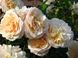 Троянда англійська Ескалібур, персиково-рожевий, 1 шт