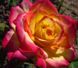 Троянда флорібунда Нью Стар (Фасовка: 1 шт)