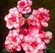 Бегонія Бутон де Росе - Bouton de Rose pink-white