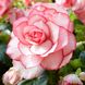 Бегонія Бутон де Росе - Bouton de Rose pink-white