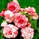 Бегония Бутон де Росе - Bouton de Rose pink-white
