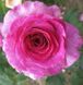Троянда плетиста Віолет Парфум (Фасовка: 1 шт)