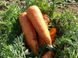 Морковь Каскад F1 (1,8-2,0 мм) (Фасовка: 25 000 шт)