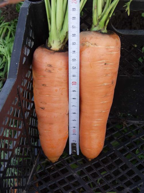 Морковь Канада F1 (1,8-2,0 мм)
