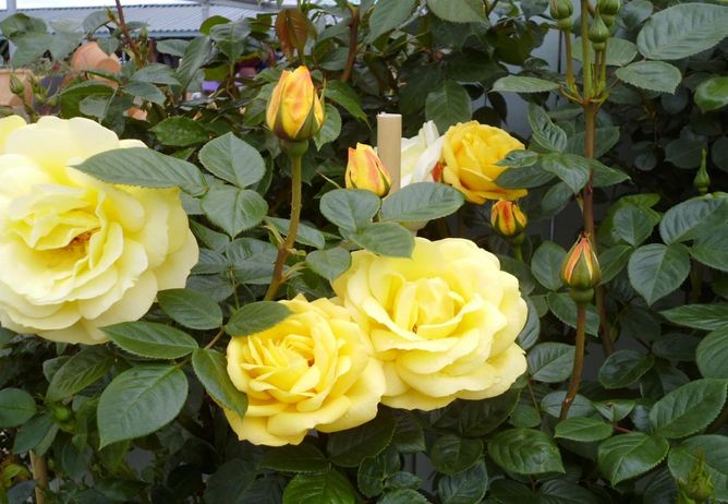 Троянда флорібунда Артур Белл (Фасовка: 1 шт)