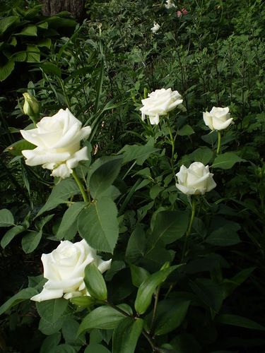 Троянда чайно-гібридна Акіто, 1 шт