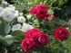 Троянда флорібунда Ніна Вейбл (Фасовка: 1 шт)