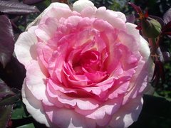 Троянда Кордес Сувенір де Баден-Баден (Фасовка: 1 шт)
