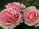 Троянда Кордес Сувенір де Баден-Баден (Фасовка: 1 шт)
