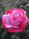 Троянда чайно-гібридна Ейфель Тауері, 1 шт