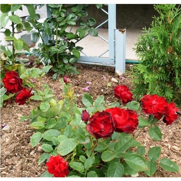 Троянда поліантова Лілі Марлен, 1 шт