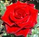 Троянда чайно-гібридна Роял Вільямс, 1 шт