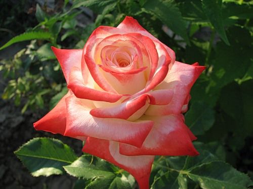 Троянда чайно-гібридна Імператріс Фараг (Фасовка: 1 шт)