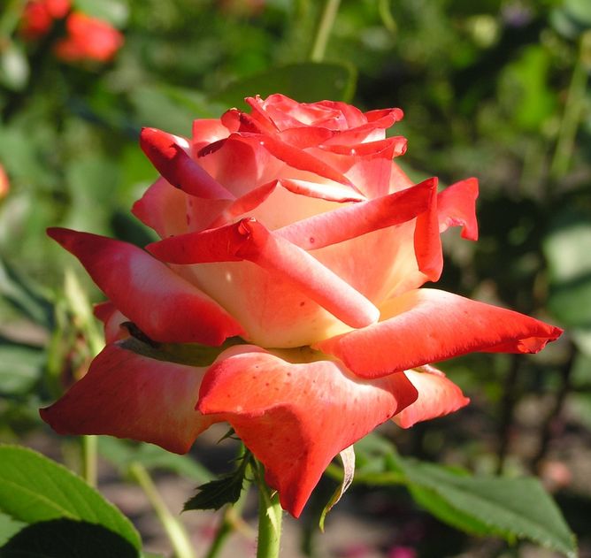 Роза чайно-гибридная Императрис Фараг (Фасовка: 1 шт.)