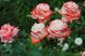 Троянда чайно-гібридна Імператріс Фараг (Фасовка: 1 шт)