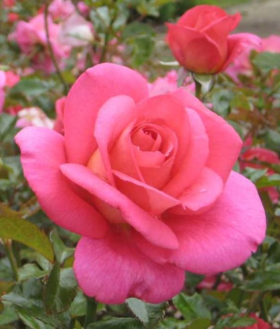 Роза флорибунда Марко (Фасовка: 1 шт.)