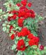 Троянда поліантова Кордула (Фасовка: 1 шт)