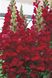 Антіррінум (ротики садові) Увертюра F1 (Фасовка: 100 шт; Колір: червоний)