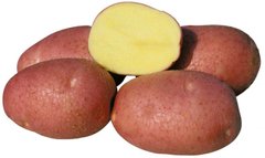 Картопля БеллаРоса