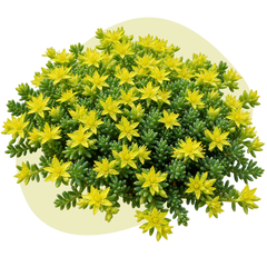Сукуленти