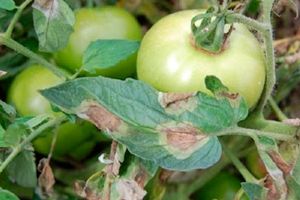 Фитофтора на помидорах: профилактика и лечение фитофтороза
