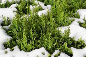 Хвойные растения зимой: уход, полив, подкормка
