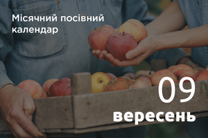 Місячний посівний календар городника та садівника 2024 рік: Вересень