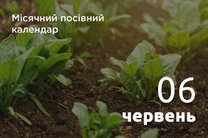 Лунный посевной календарь огородника и садовода 2026 год: июнь