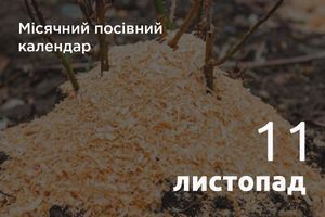 Лунный посевной календарь огородника и садовода 2026 год: Ноябрь