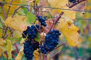 Подготовка винограда к зиме: как правильно обрезать и укрыть виноград