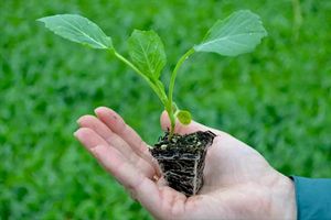 Розсада капусти: секрети вирощування хорошої розсади в домашніх умовах