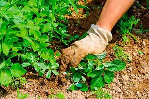 Как избавиться от сорняка березки на огороде: советы профессионалов