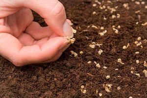 Як правильно вибрати насіння для розсади і коли його купувати