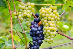 Защищаем виноград от болезней