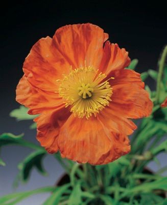 Мак Альпійський Пульчинелла (Фасовка: 100 шт; Колір: помаранчевий)