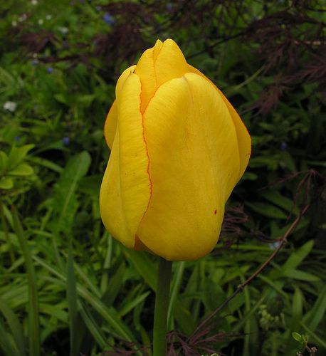 Тюльпан Golden Apeldoorn, 2 шт