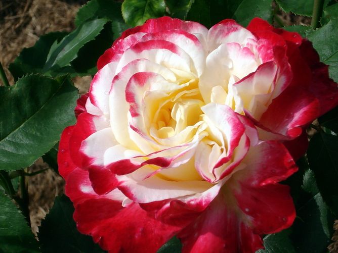 Роза чайно-гибридная Дабл Дилайт (Фасовка: 1 шт.)