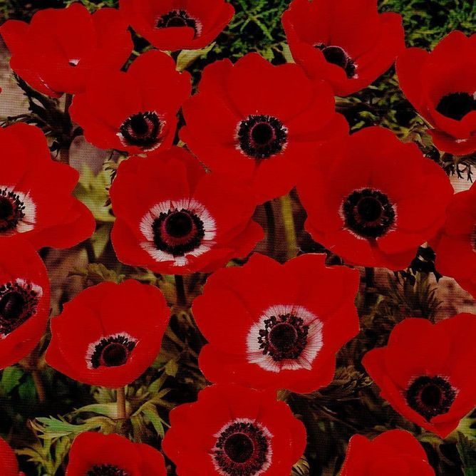 Голландія - Hollandia