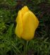 Тюльпан Golden Apeldoorn, 2 шт
