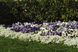 Лобулярія (Алиссум) Сніжинка мультидраже (Фасовка: 100 шт; Цвет: белая)