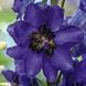 Дельфініум махровий Магічний Фонтан (Фасовка: 200 шт; Колір: dark blue dark bee)