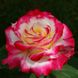 Роза чайно-гибридная Дабл Дилайт (Фасовка: 1 шт.)
